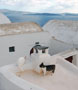 Cat on a roof